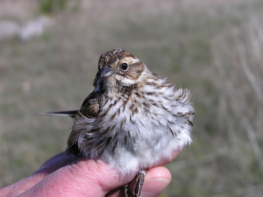 Common Reed Bunting, Sundre 20050508